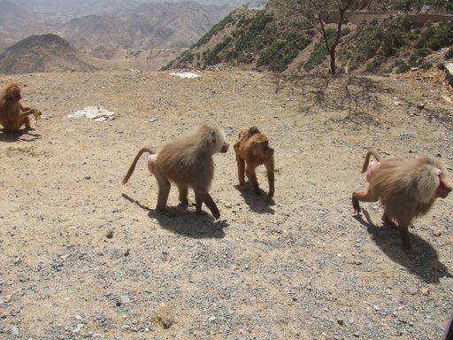 Baboons Asmara