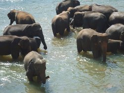 Elephants
