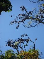 Fruit Bats