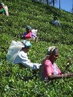 Tea Picking