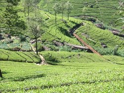 Tea Garden
