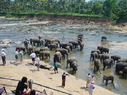Elephants