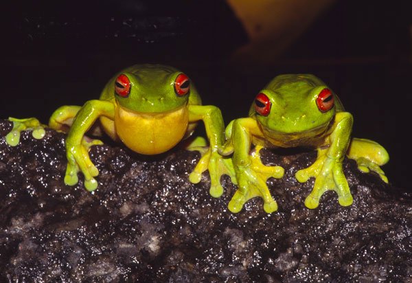 Tree Frog