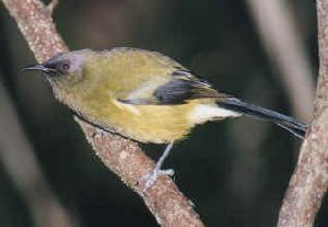 Bell Bird