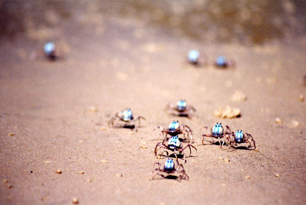 Crabs