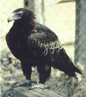 Eagle