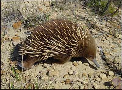 Echidna