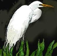 Egret