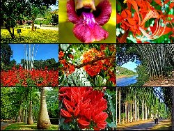 Garden Collage