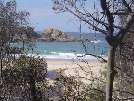 Mimosa NP