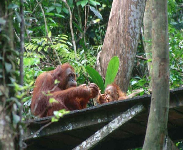 Orangutans