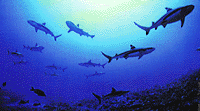 Sharks