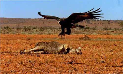 Eagle