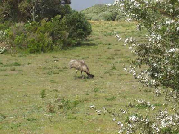 Wilson NP